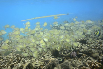 France, Ile de la Reunion, Côte Ouest, Saint-Gilles-Les-Bains (commune de Saint-Paul), le récif corallien du lagon de l'Ermitage et de La Saline-Les-Bains, poisson trompette  (Aulostomus chinensis) (vue sous-marine)