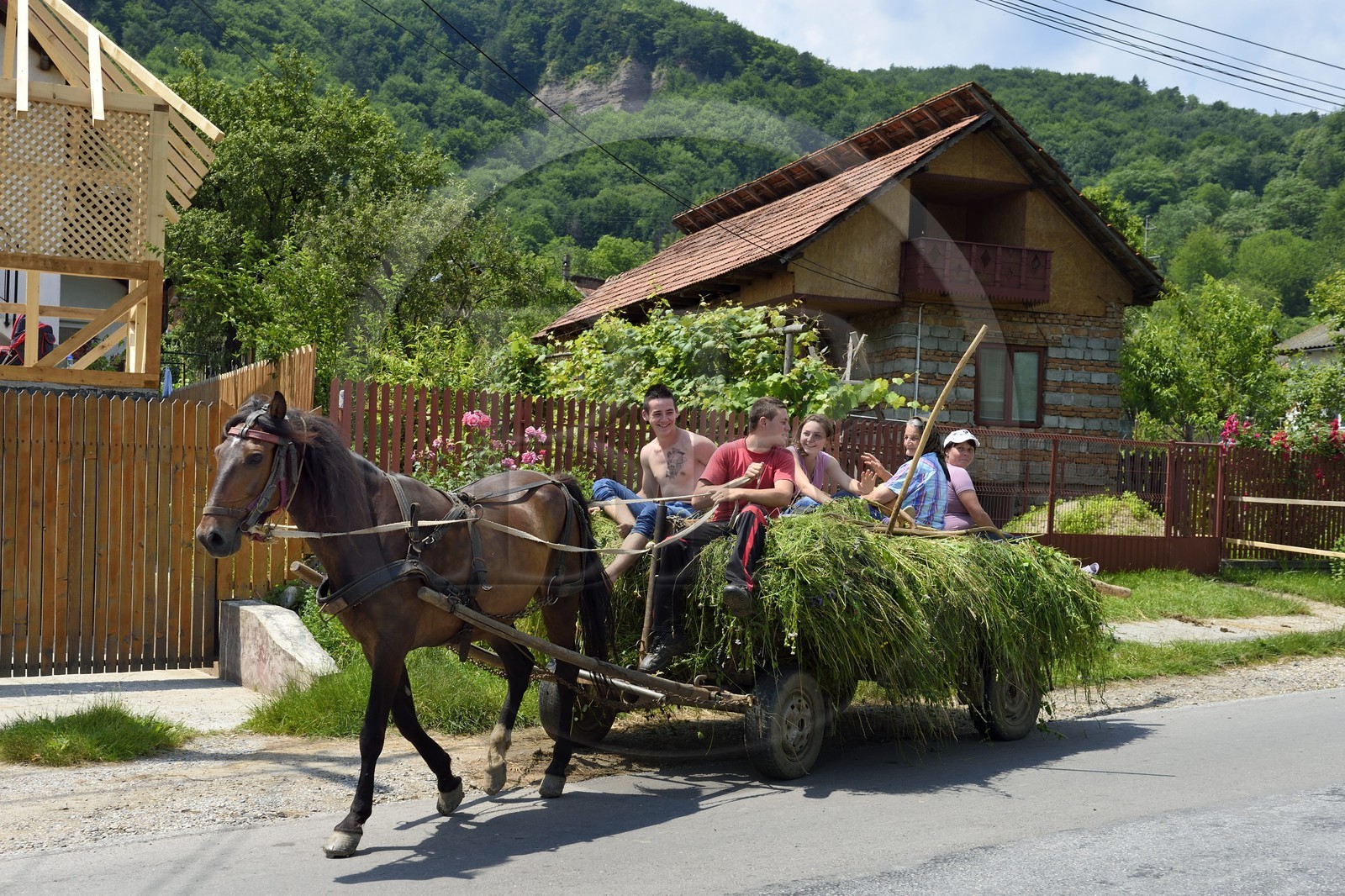 Roumanie, Valachie, Muntenie, Curtea de Arges, transport des foins en chariot tracté par un cheval