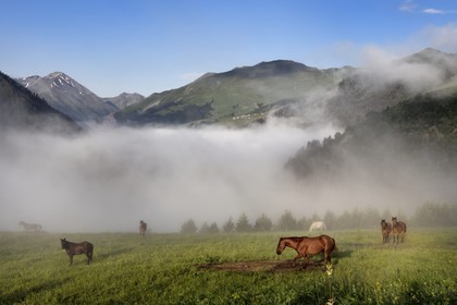 Georgia, Kakheti, Tusheti National Park, Omalo, horses in the meadow