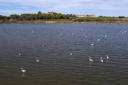 France, Hérault (34), Villeneuve-lès-Maguelone (Palavas-Les-Flots), flamants roses dans l'Etang de Pierre Blanche devant l'Ile de Maguelone et la cathédrale Saint-Pierre-et-Saint-Paul de Maguelone (vue aérienne) France, Herault, Villeneuve les Maguelone (Palavas Les Flots), pink flamingos in the Pierre Blanche pond in front of Maguelone Island and the Saint-Pierre-et-Saint-Paul de Maguelone cathedral (aerial view)