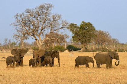 Zimbabwe, Matabeleland North Province, Hwange National Park, wild african elephants (Loxodonta africana) in the savannah