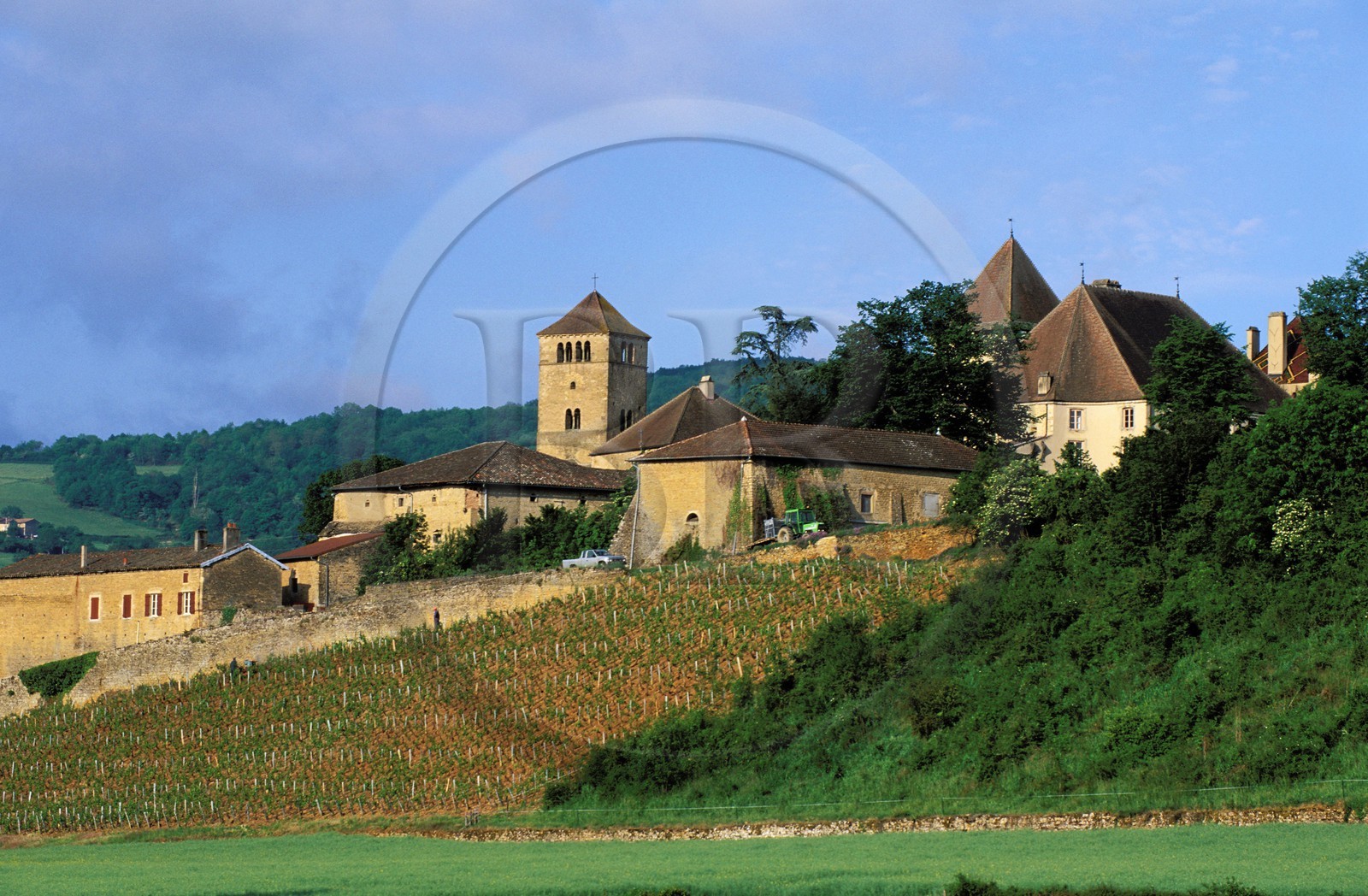 France, Saône-et-Loire (71), Mâconnais, château de Pierreclos et sa vigne