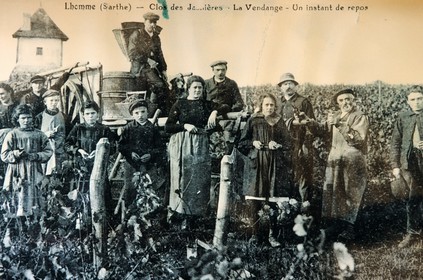 France, Sarthe, l' Homme, wine museum, old postcard of grape harvest