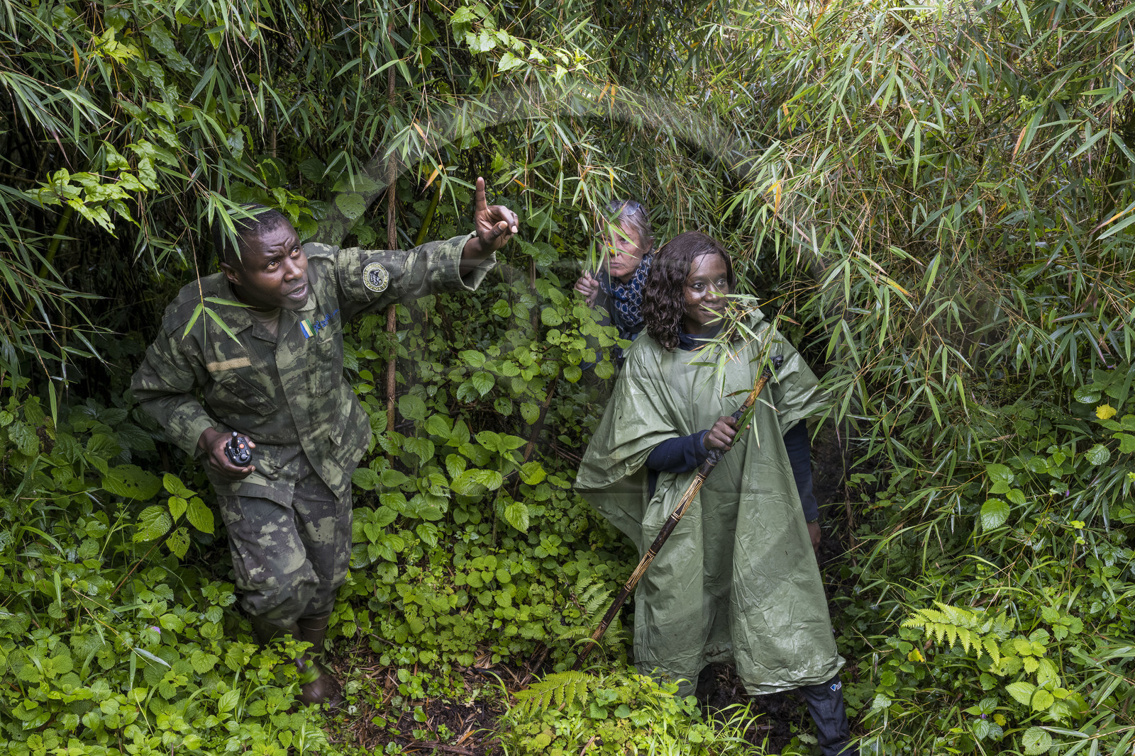 Rwanda, Province du Nord, Parc National des Volcans dans la chaine des Monts Virunga, mont Karisimbi, le garde du Parc Ferdinand Ndamiyabo accompagnant des touristes à la rencontre des gorilles des montagnes du groupe Susa