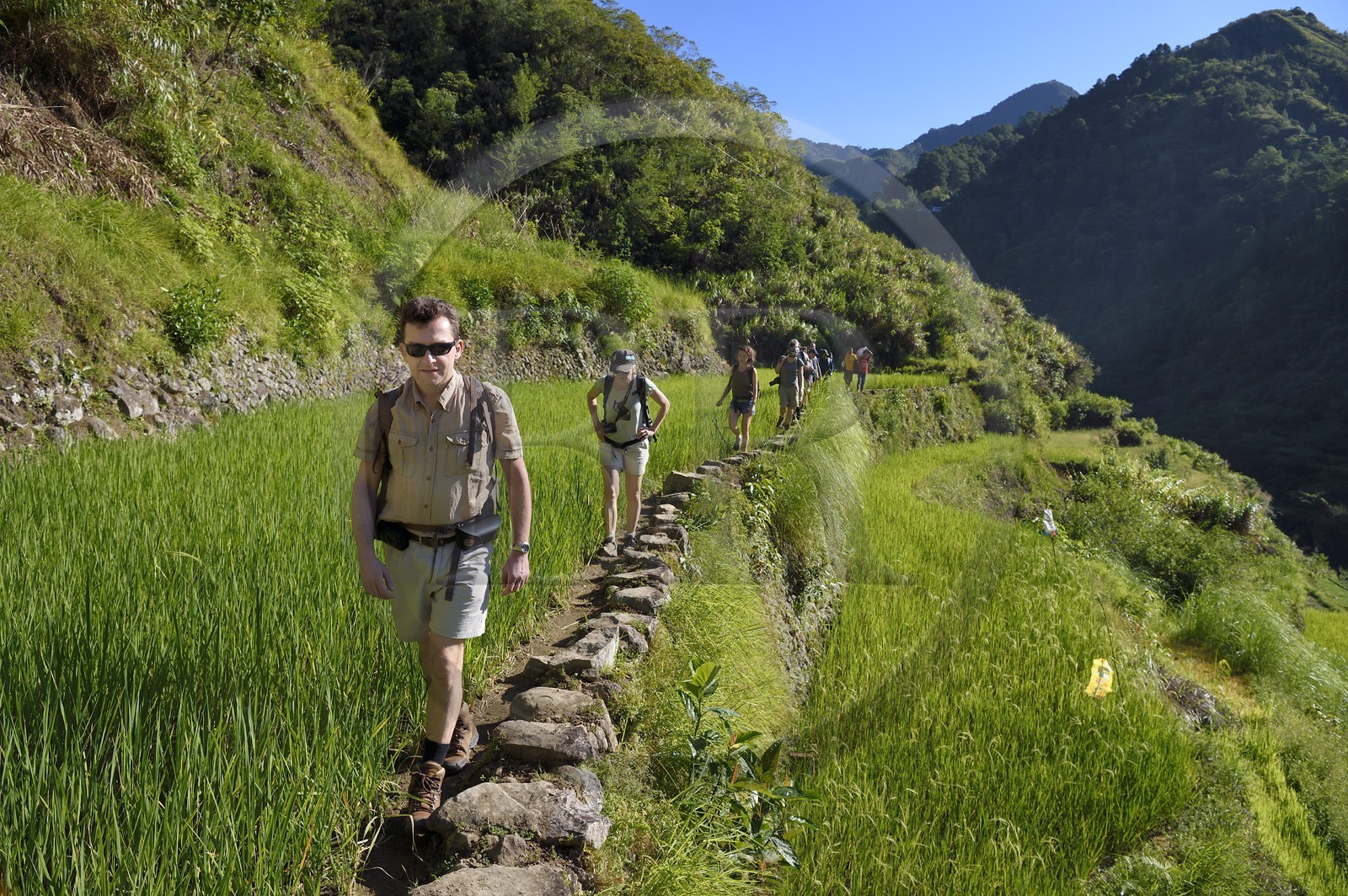 Philippines, Ifugao province, hiking in the Banaue rice terraces around the village of Cambulo, listed as World Heritage by UNESCO