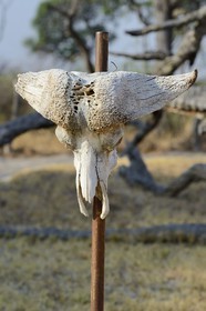 Zimbabwe, province de Matabeleland septentrional, parc national Hwange, crane de buffle à Kennedy Camp