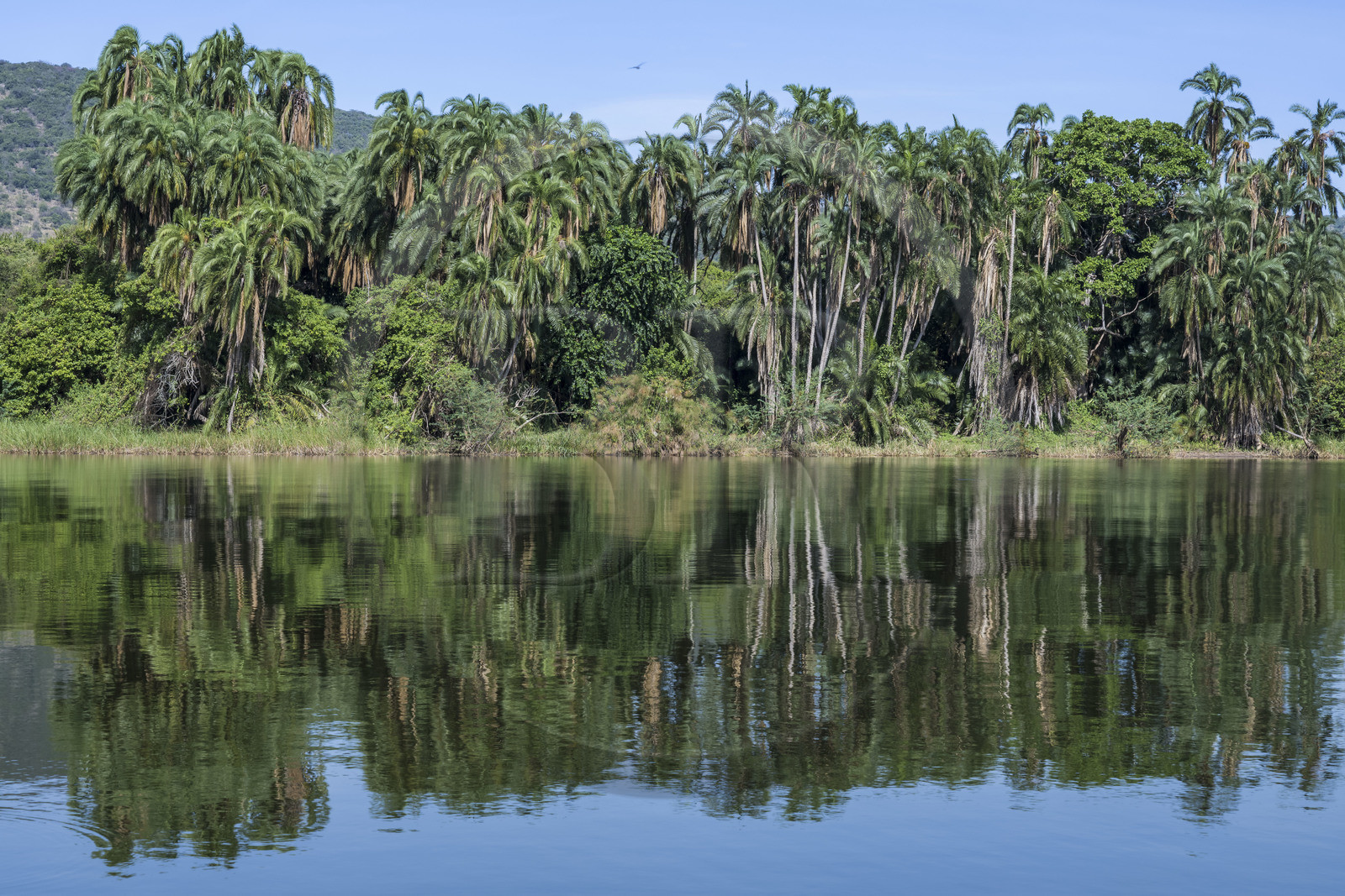 Rwanda, Parc national de l'Akagera, palmier en bordure du lac Ihema