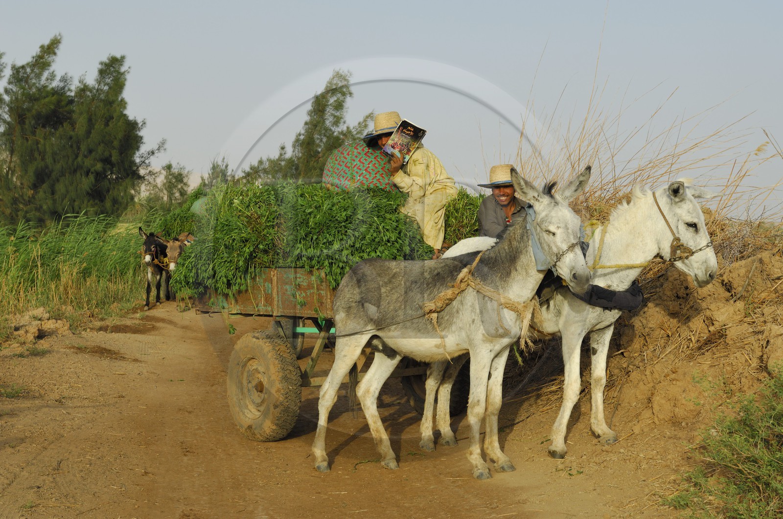 Egypte, désert libyque, oasis de Dakhla, travaux des champs