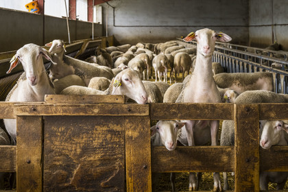 France, Aveyron, Grands-Causses Regional Nature Park, Versols et Lapeyre, Hermilix farm, Lacaune sheep whose milk is used to make Roquefort AOP