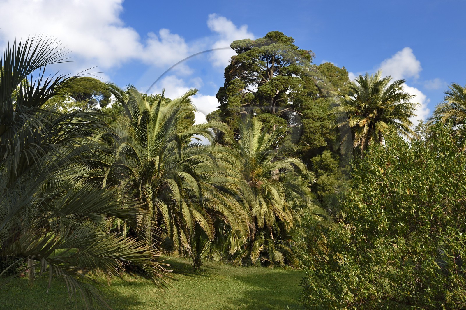 France, Alpes-Maritimes (06), Antibes, Jardin botanique de la Villa Thuret