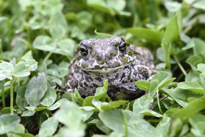 Georgia, Upper Svaneti (Zemo Svaneti), Mestia, green toad (Bufo viridis)