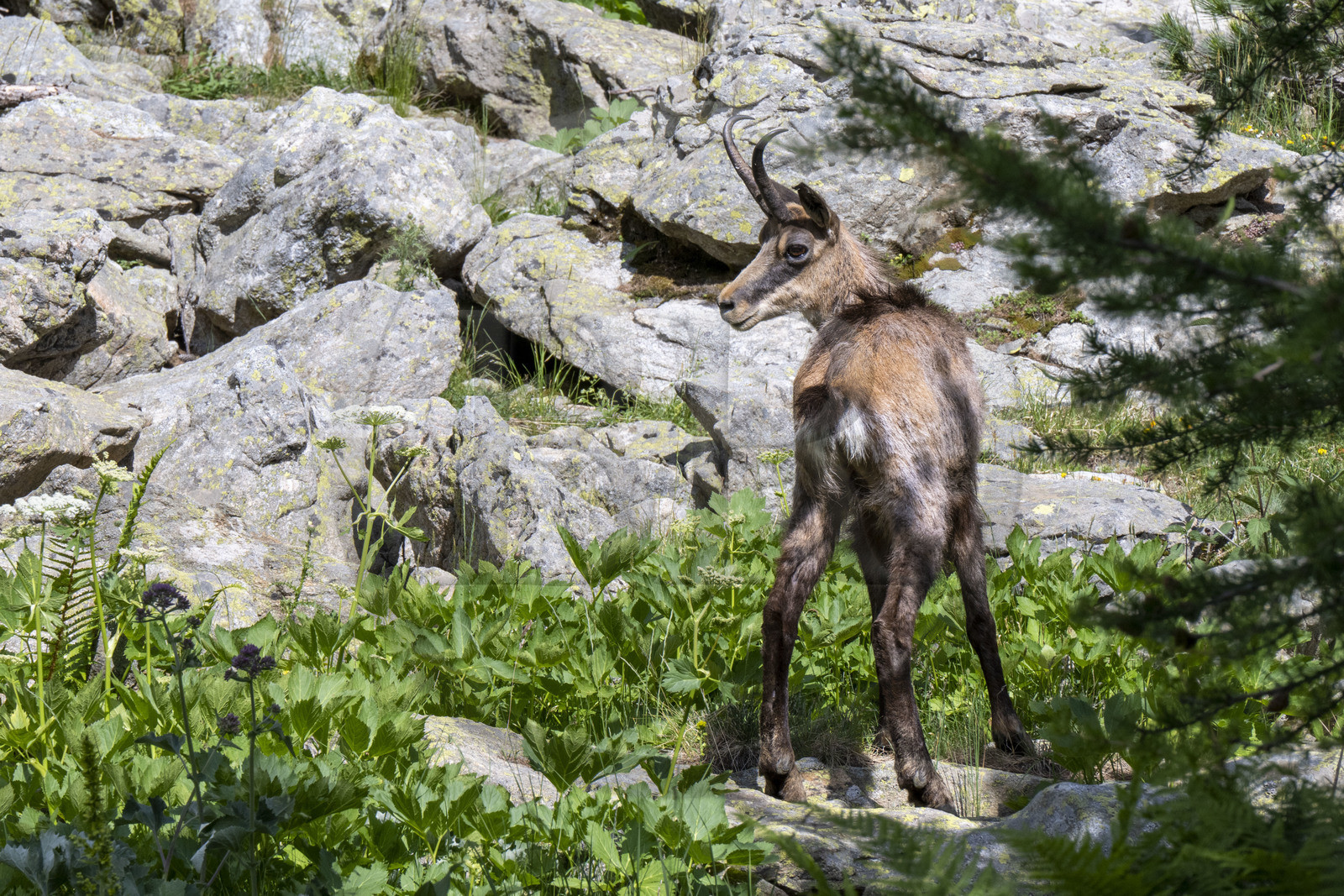 France, Alpes-Maritimes (06), parc national du Mercantour, Haute-Vésubie, Saint-Martin-Vésubie, Val du Haut Boréon, chamois (Rupicapra rupicapra) au lac des Sagnes vers le refuge de Cougourde
