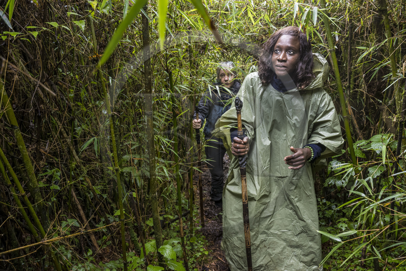 Rwanda, Province du Nord, Parc National des Volcans dans la chaine des Monts Virunga, mont Karisimbi,