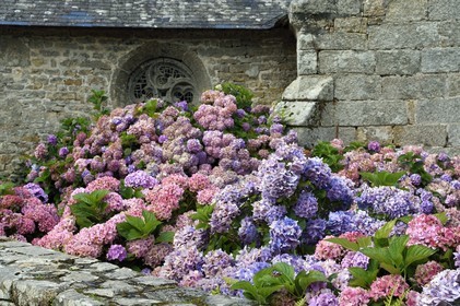 France, Finistère (29), Névez, hortensias devant la chapelle de Tremorvezen