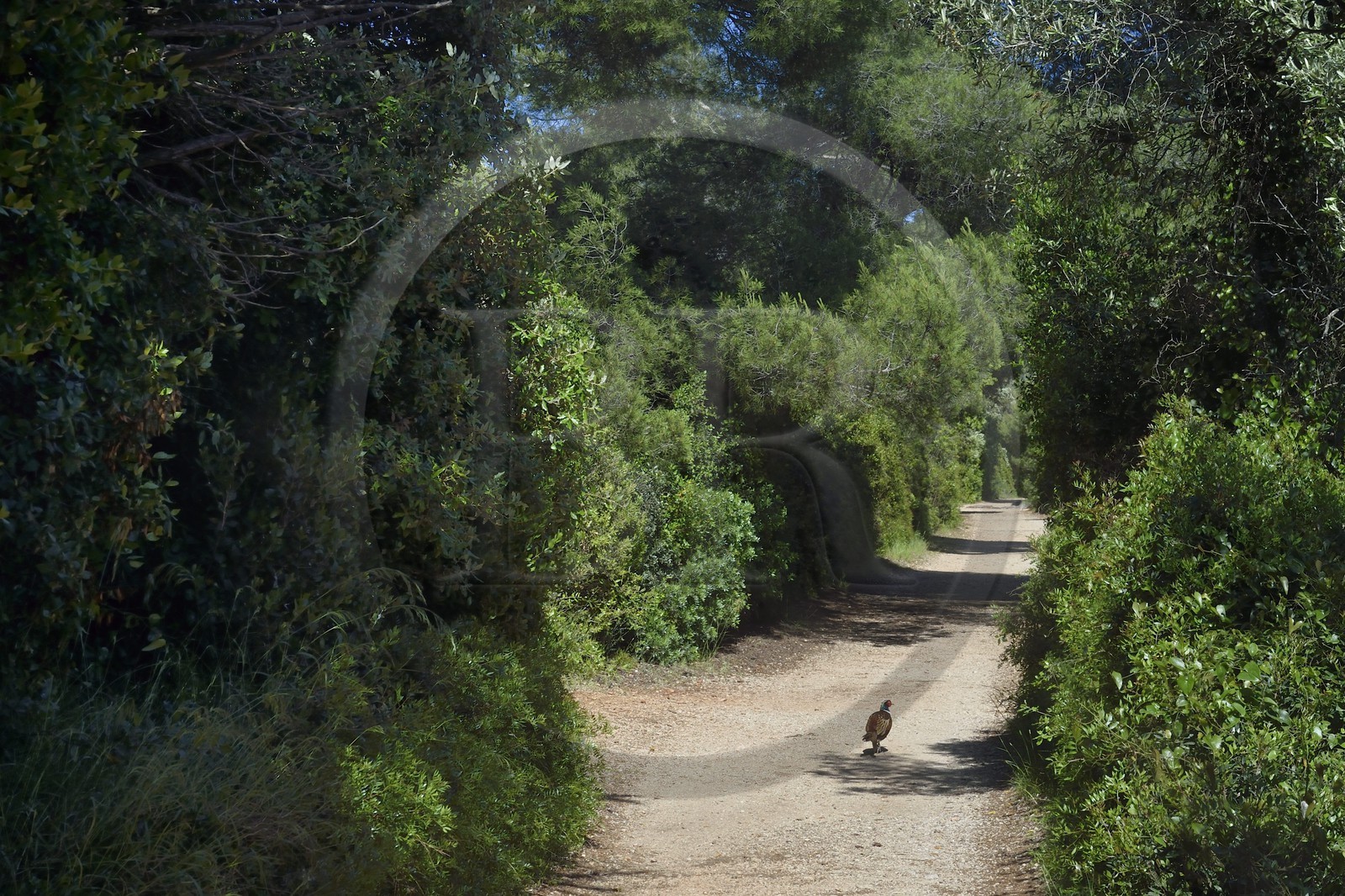 France, Alpes-Maritimes, Lerins Islands, Sainte-Marguerite island, pheasant on one of the paths
