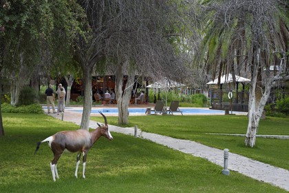 Namibie, région de Oshikoto, Mokuti Etosha Lodge