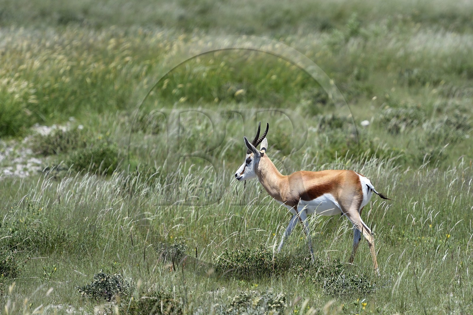 Namibie, région de Oshikoto, Parc National d'Etosha, springbok (antidorcas marsupalis)