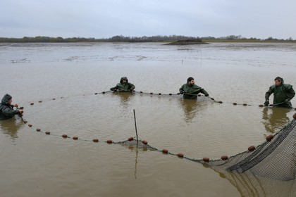 France, Indre, Berry, Parc Naturel Regional de la Brenne (Natural Regional Park of La Brenne), Foucault ponds, draining a fishing pond and hand harvesting of fish in a net, northern pike (Esox lucius)