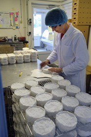 France, Orne, Pays d'Auge, village of Camembert, the Héronnière Farm, AOC unpasteurized milk farm-made Camembert, packaging the cheese