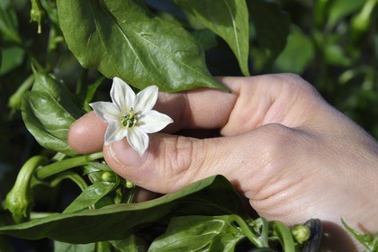 France, Pyrenees Atlantiques, Basque Country, Espelette, field of Espelette peppers, flower whose heart will become the pepper