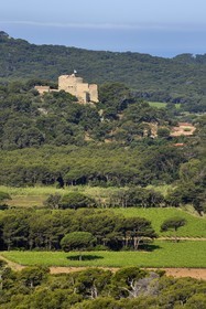 France, Var (83), Iles d'Hyères, parc national de Port Cros, Ile de Porquerolles, les vignes de la plaine de la Courtade dominées par le Fort Sainte Agathe
