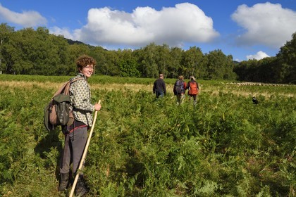 France, Puy de Dome, Parc Naturel Régional des Volcans d'Auvergne (regional nature park of Auvergne volcanoes), Chaine des Puys listed as World heritage by UNESCO, the shepherdess Charlotte Hevin with her dogs and a flock of Rava sheep at the foot of the Puy de Dôme volcano