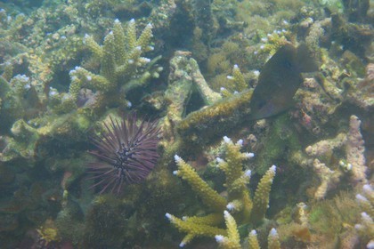 France, île de la Réunion, le récif corallien du lagon de la plage de Saint-Gilles et de l'Ermitage (vue sous-marine)