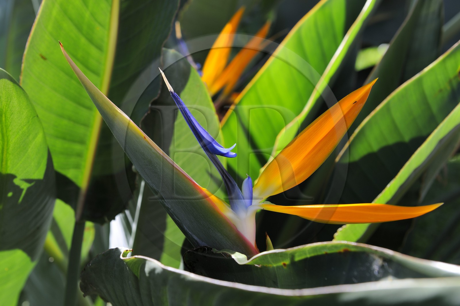 France, Ile de la Reunion, Strelitzia