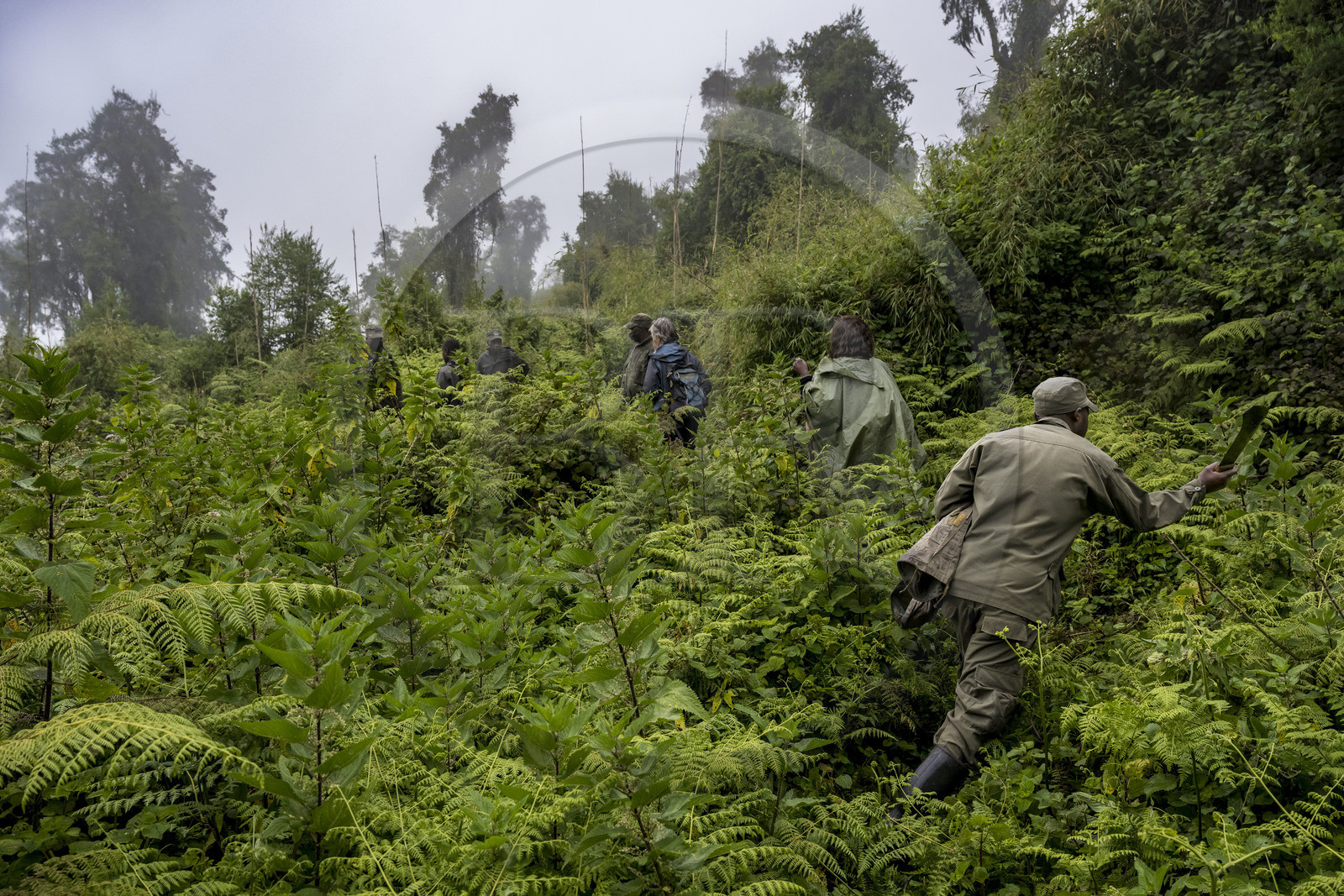Rwanda, Province du Nord, Parc National des Volcans dans la chaine des Monts Virunga, mont Karisimbi, gardes et pisteurs du Parc accompagnant des touristes à la rencontre des gorilles des montagnes du groupe Susa