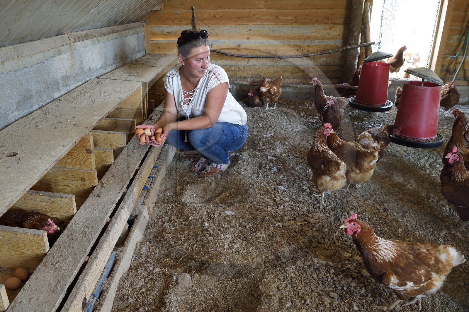 France, Var (83), Provence Verte, Correns, 1er village bio de France, le Poulailler de Lea, l'agricultrice bio Lea Brunet entourée de ses poules pondeuses
