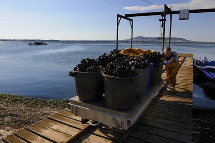France, Hérault (34), Bouzigues, étang de Thau, exploitation conchylicole de la famille Benezech au lieu dit La Catonnière face au Mont Saint-Clair, déchargement des moules