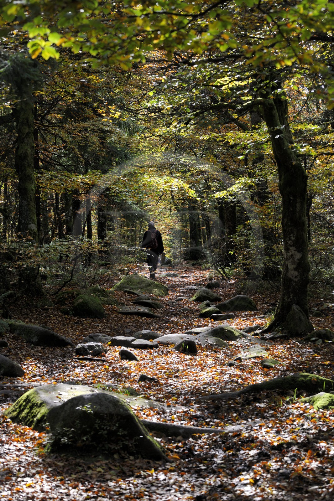 France, Haut-Rhin (68), la route des Crêtes, réserve naturelle de Tanet-Gazon-du-Faing,  randonneurs sur le chemin passant sur l'ancienne frontière franco-allemande
