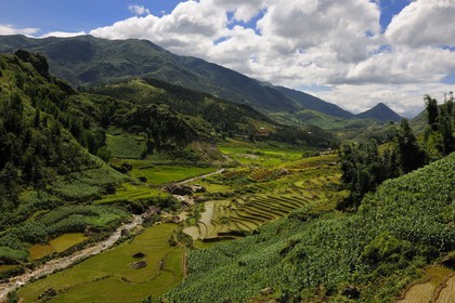 Vietnam, Lao Cai province, Sapa district, rice plantations in terraces by the Black Hmong minority group