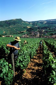 France, Saône-et-Loire (71), le village de Vergisson et la roche de Solutré, travail de le vigne
