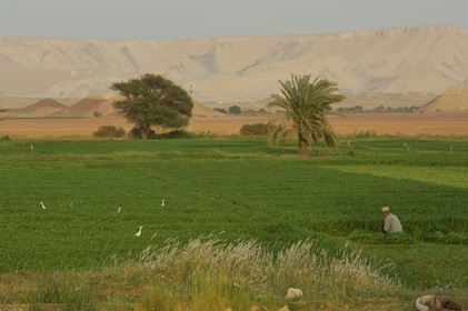 Egypte, désert libyque, oasis de Dakhla, travaux des champs