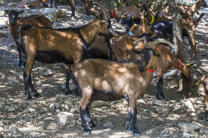 France, Herault, the Causses and the Cevennes, Mediterranean agro pastoral cultural landscape, listed as World Heritage by UNESCO, Montpeyroux, herd of goats