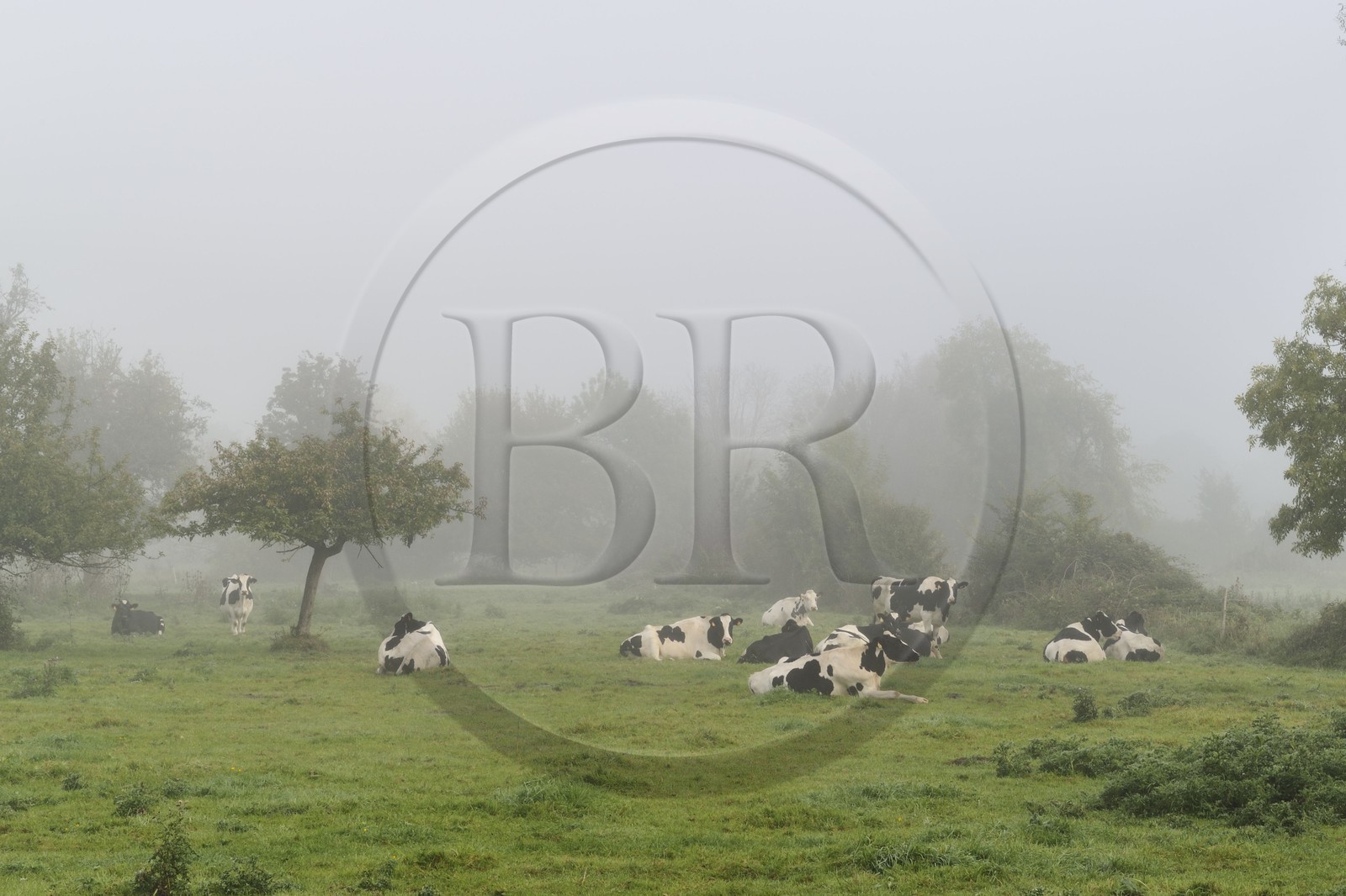 France, Seine-Maritime, Saint-Pierre de Magneville along the Seine, cow herd