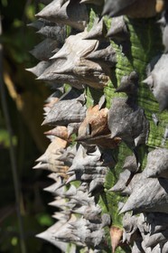 France, Alpes-Maritimes (06), Menton, Jardin botanique exotique du Val Rahmeh, tronc du Fromager ou Kapokier ou Arbre à kapok (Ceiba pentandra)