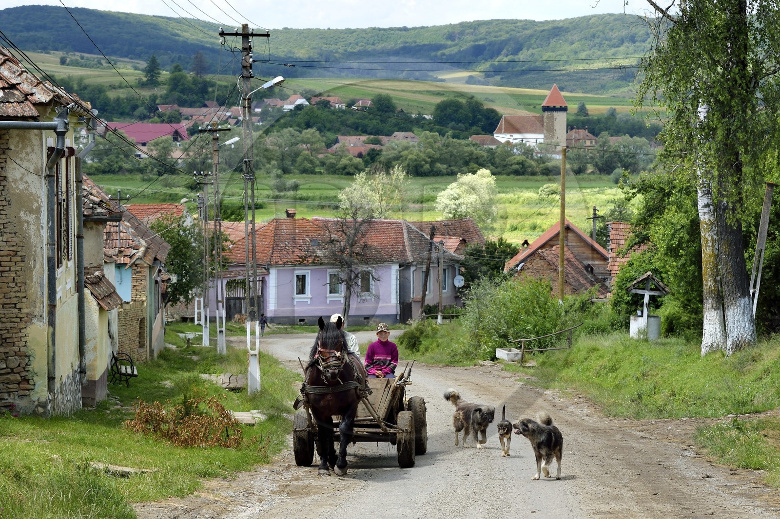 Roumanie, Transylvanie, région de Sighisoara, chariot tracté par un cheval dans le village de Noistat et l'église fortifiée de Netus en arrière plan