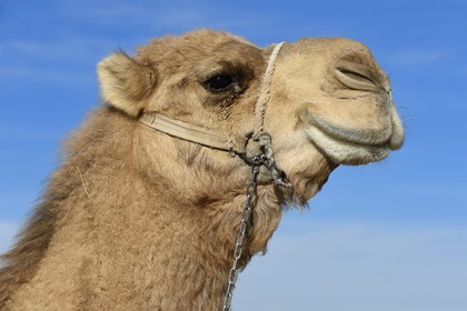 Iran, Province d'Ispahan, désert du Dasht-e Kavir, Mesr dans la région de Khur et Biabanak, dromadaire (Camelus dromedarius)