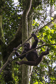 Rwanda, Province de l’Ouest, Nyakabuye, Parc national de Nyungwe, forêt tropicale humide naturelle de Cyamudongo, Chimpanzé commun (Pan Troglodytes) femelle