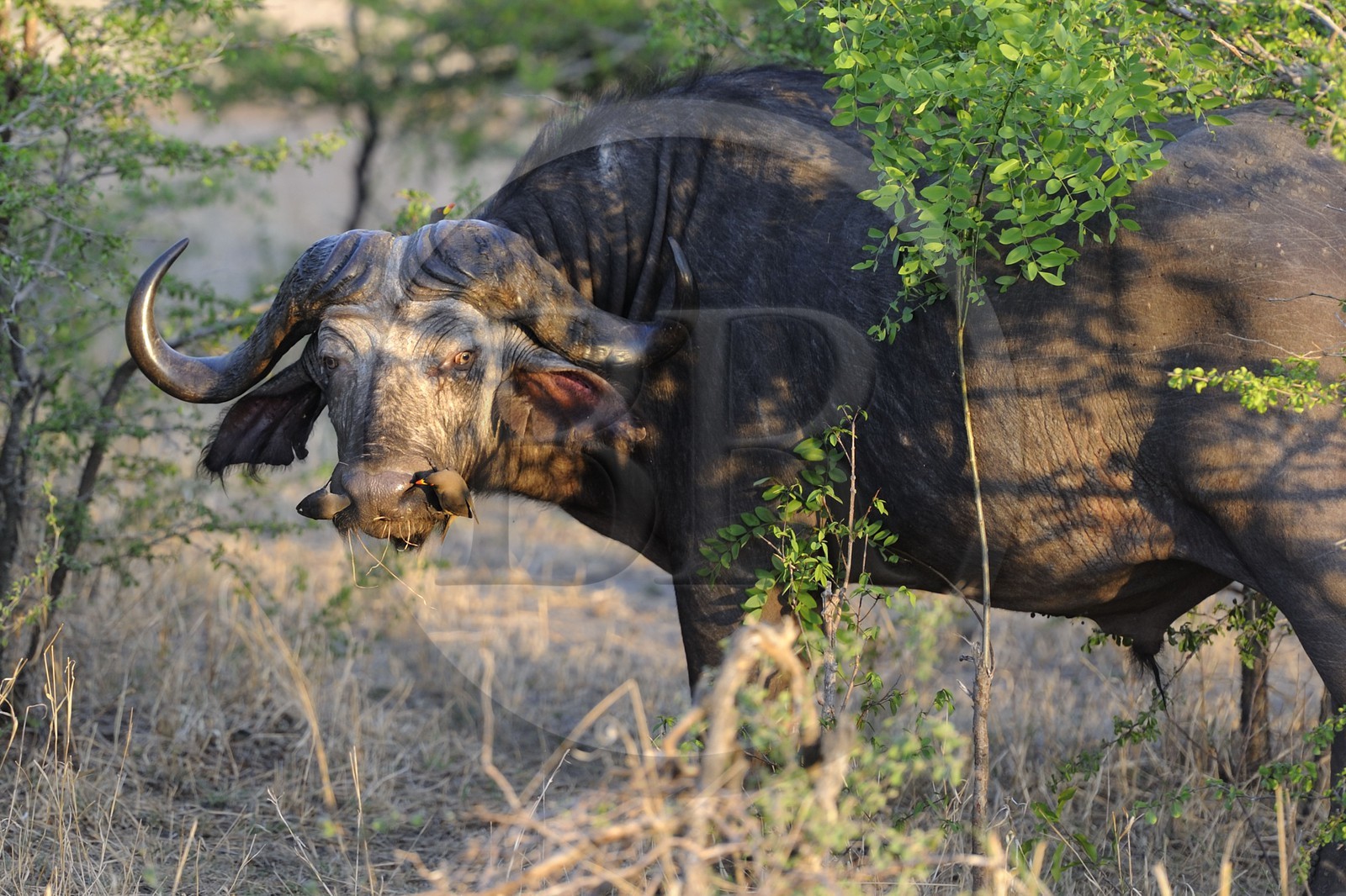 Tanzanie, Reserve de gibier de Selous une des plus grandes zones protégées au monde et inscrite sur la liste du patrimoine mondial de l’Unesco depuis 1982, buffle de savane (Syncerus caffer), toilette par pique-boeuf à bec jaune (Buphagus africanus)