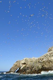 France, Cotes-d'Armor, Perros-Guirec, Sept-Iles Archipelago and bird sanctuary, Rouzic island, northern gannets colony (Morus bassanus), single point of nesting in France for more than 20,000 couples