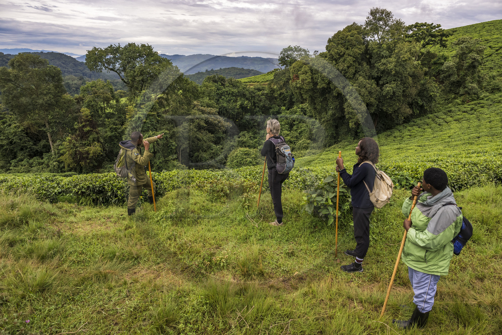 Rwanda, Province de l’Ouest, Gisakura, Parc national de Nyungwe, le garde de African Parks Claver Mtoyinkima guidant des touristes sur la piste des Colobes de Ruwenzori (Colobus angolensis ruwenzorii) pendant un safari à pied dans la forêt tropicale humide naturelle bordée par les plantations de thé