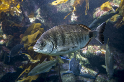 France, Finistère (29), Brest, Océanopolis, musée de la mer, sar commun (Diplodus sargus)