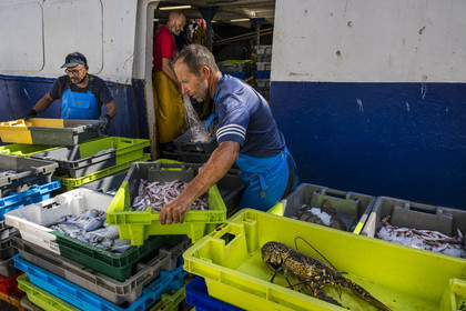 France, Herault, Sete, Fishing port, return of the trawlers to the quay and unloading of the catch
