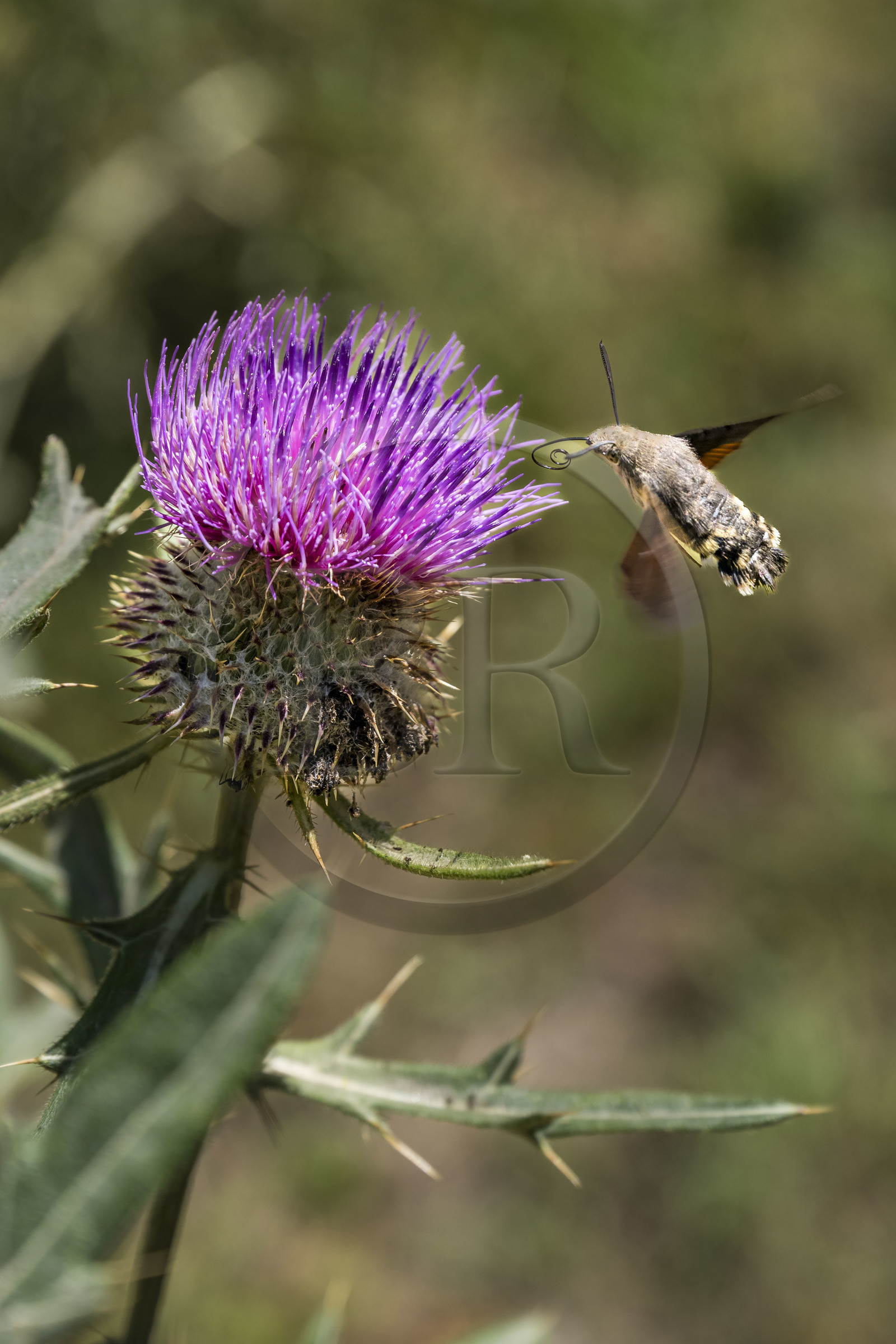 France, Hautes Alpes (05), Névache, la Vallée Étroite, Moro-sphinx ou Sphinx Colibri (Macroglossum stellatarum) possède une très longue trompe qui lui permet de butiner les fleurs en vol stationnaire à la manière des oiseaux-mouches