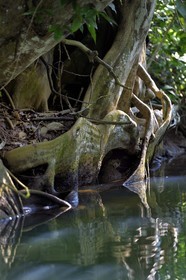 Caraïbes, Ile de la Dominique, Portsmouth, les rives de l'Indian River, sang-dragon (Pterocarpus officinalis)