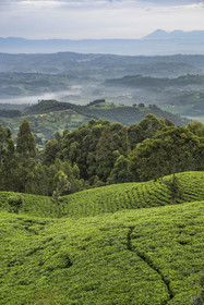 Rwanda, Province de l’Ouest, Gisakura, plantation de thé, en arrière plan les montagnes du Kahuzi-Biega dans la République démocratique du Congo