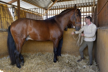Spain, Andalusia, Seville Province, Utrera, the Ayala stud farm (Yeguada Ayala), Andalusian horse also known as the Pure Spanish Horse or PRE (Pura Raza Espanola)